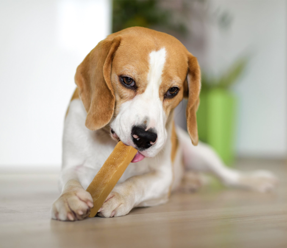 Best Dog Food